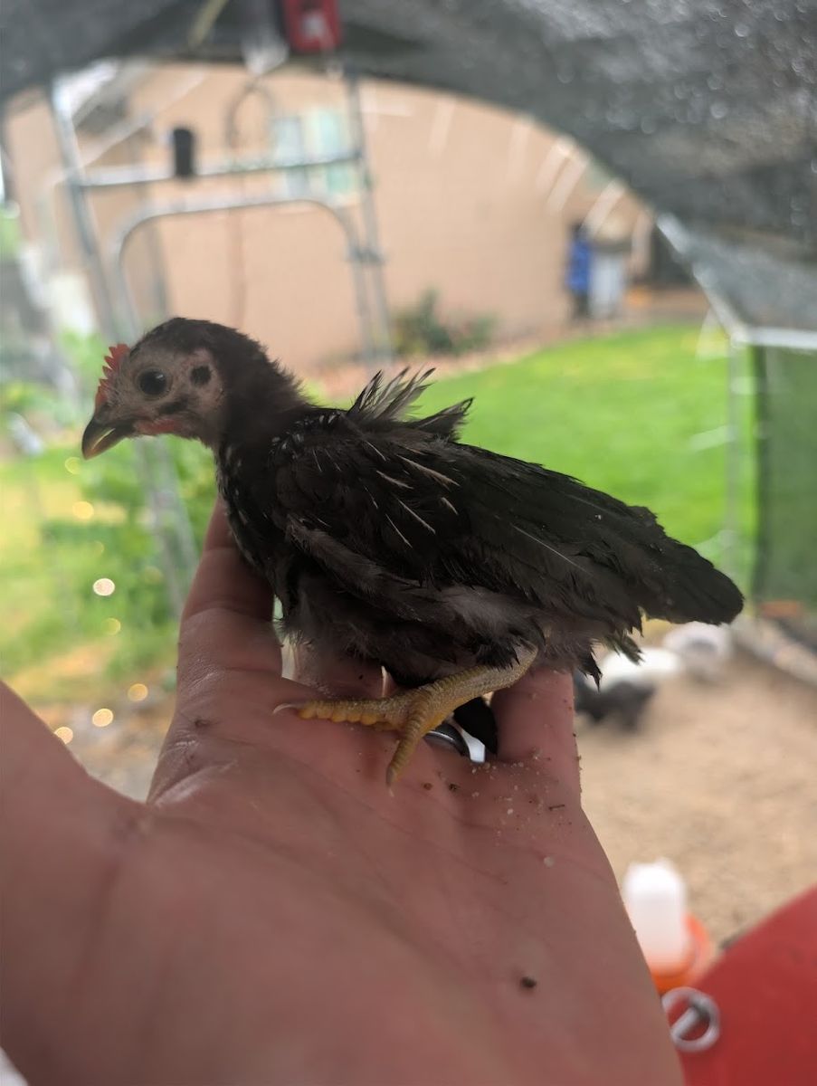 FREE: 3 Silkie Roosters & 2 Serama Roosters