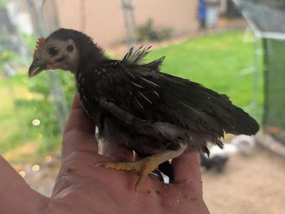 FREE: 3 Silkie Roosters & 2 Serama Roosters