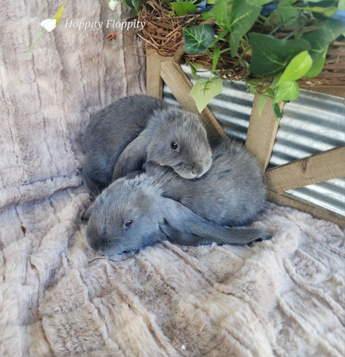 Blue English Lops 5 Bucks, 2 Does