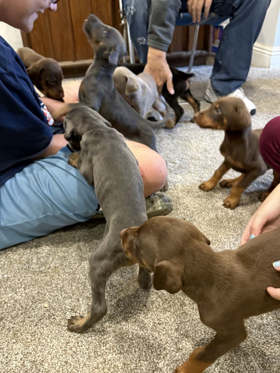 Doberman Puppies Black Red And Blue