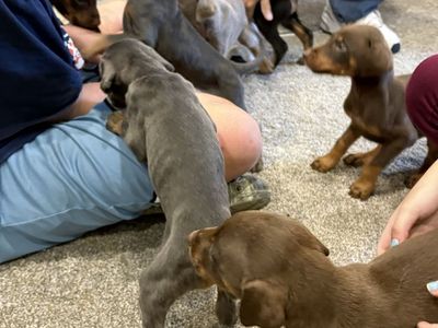 Doberman Puppies Black Red And Blue