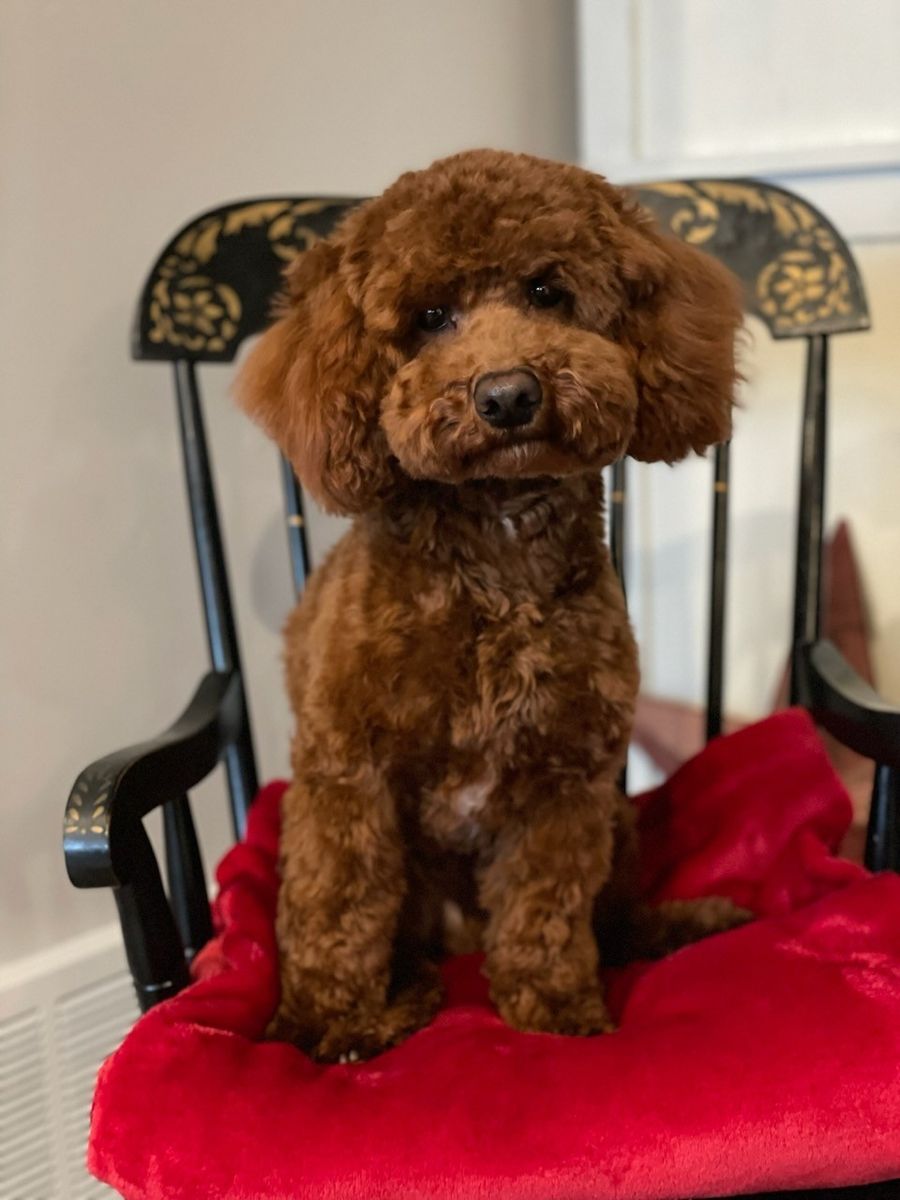 Zorro - Deep Red Toy Poodle Stud - 10 lbs