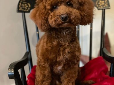 Zorro - Deep Red Toy Poodle Stud - 10 lbs
