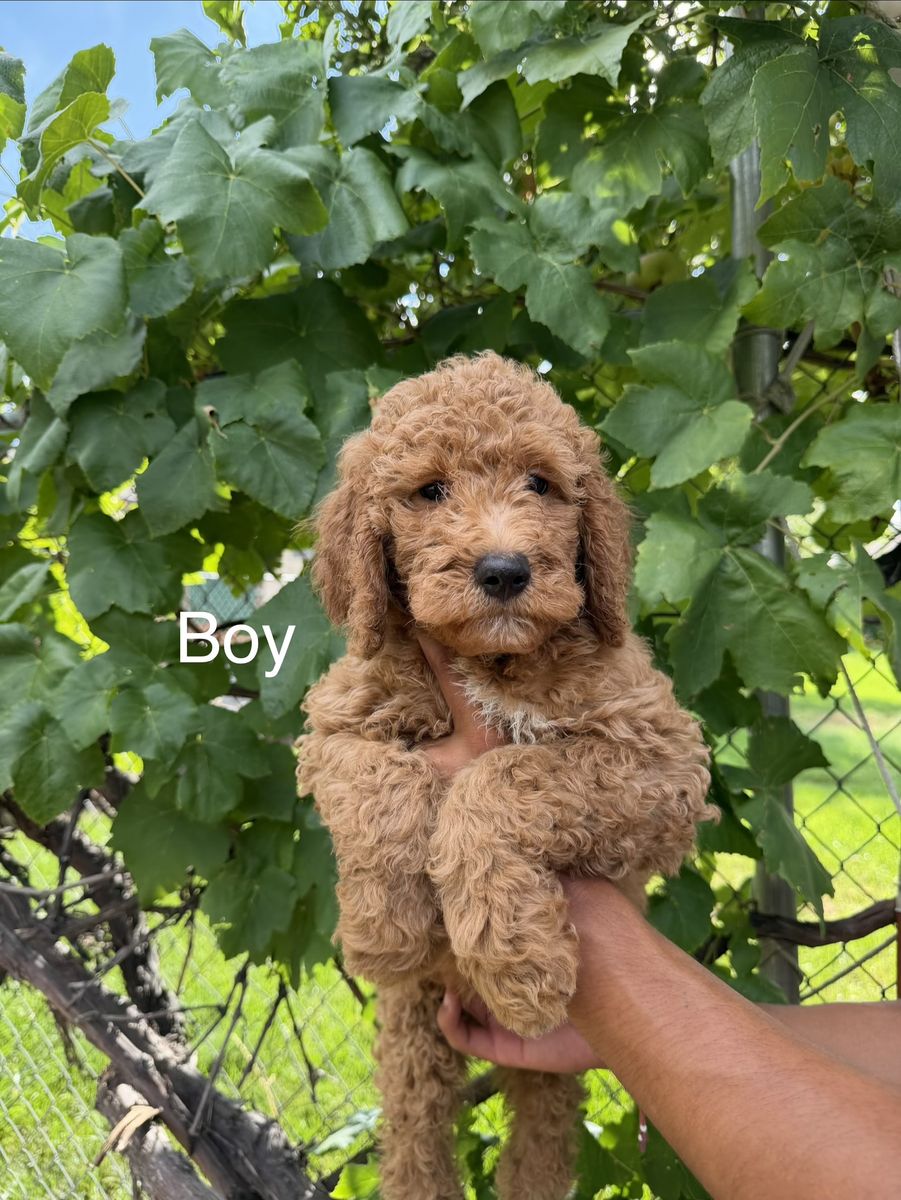 Golden doodle puppies!! 