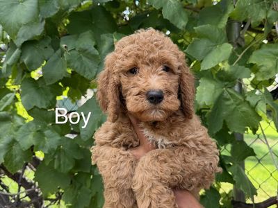 Golden doodle puppies!!