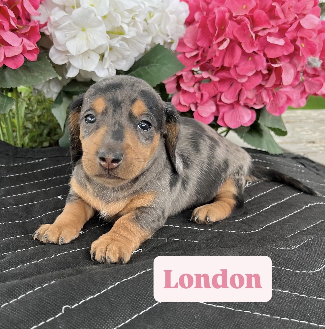 Miniature Dachshund Puppies