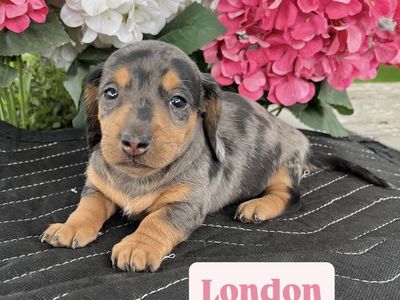 Miniature Dachshund Puppies