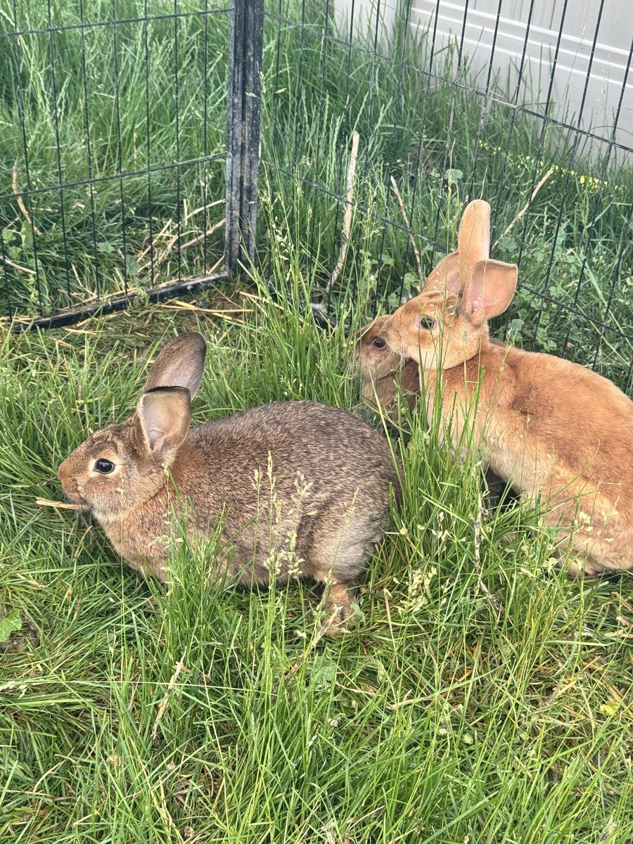 New Zealand Rabbits