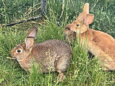 New Zealand Rabbits