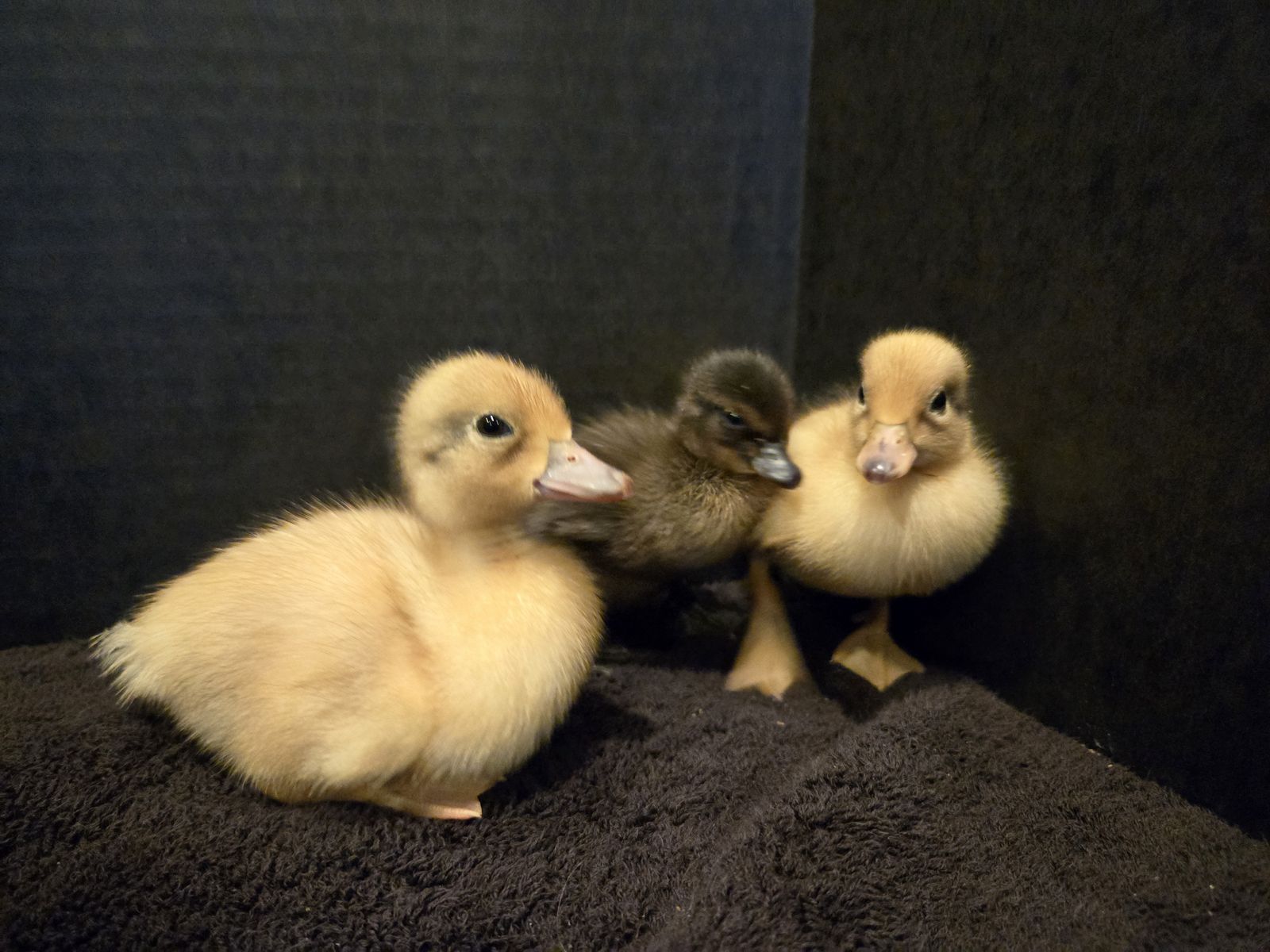Call ducks