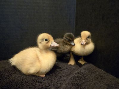 Call ducks