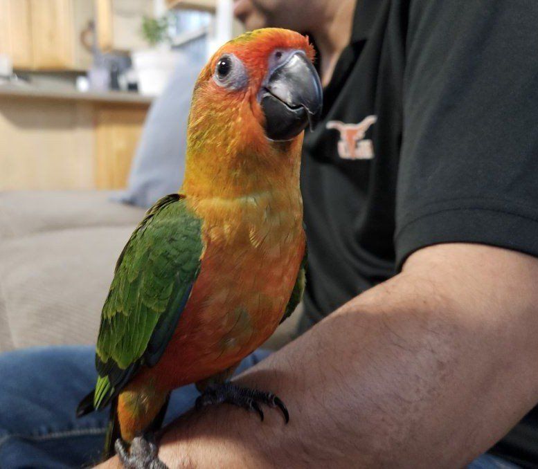Hand-Fed Baby Sun-Jenday Hybrid (Sunday Conure)
