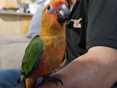 Hand-Fed Baby Sun-Jenday Hybrid (Sunday Conure)