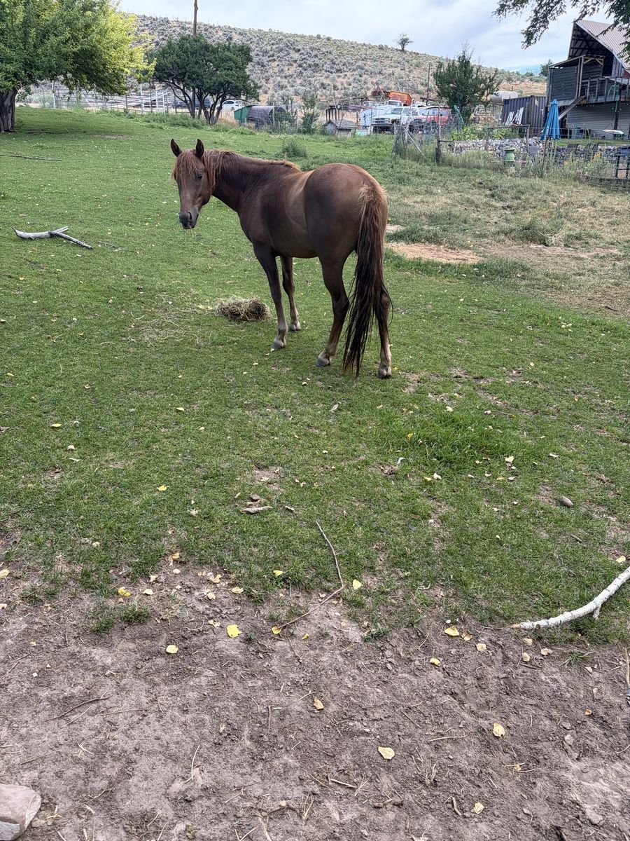 3-Year-Old Colt Stud - Untrained Horse - Ready for Training