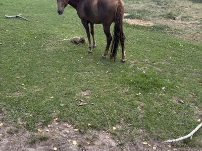 3-Year-Old Colt Stud - Untrained Horse - Ready for Training