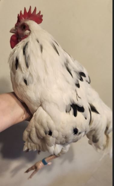 Ermenitte mixed rooster
