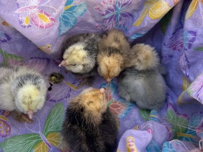 D'Uccle Baby Bantam Chicks