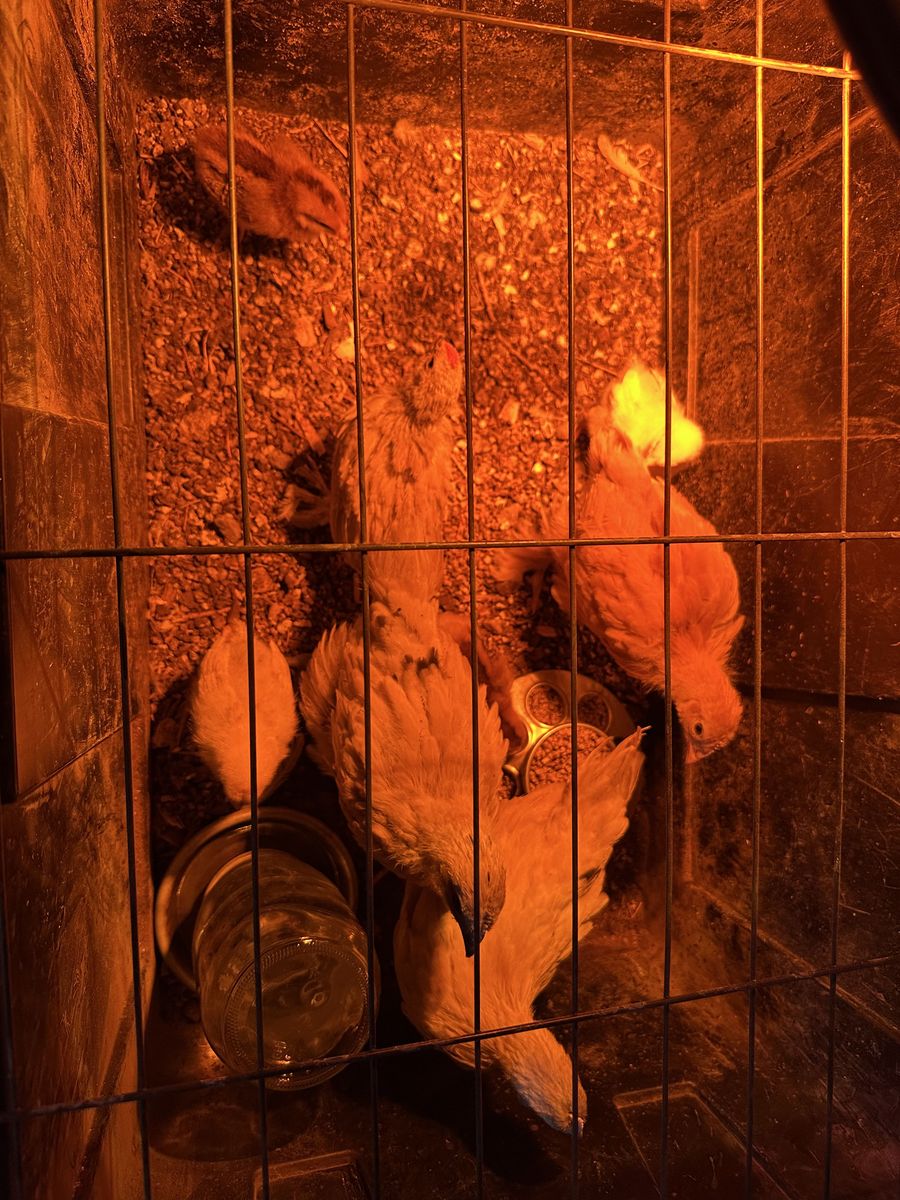 8 juvenile layer chicken chicks