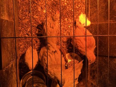 8 juvenile layer chicken chicks