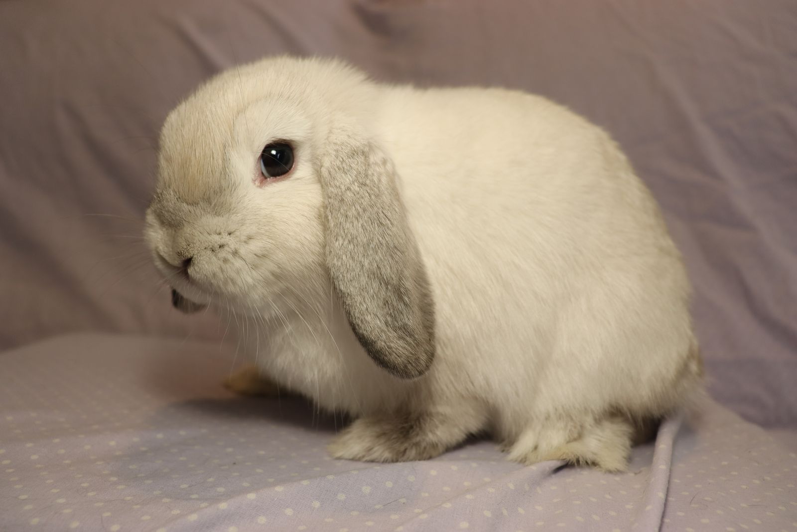 Female 4 month old holland lop, "Snowball"
