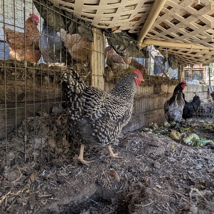 Young Active Prolific laying chickens