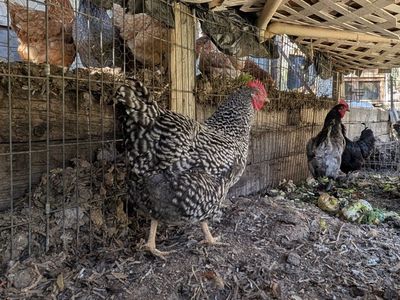 Young Active Prolific laying chickens