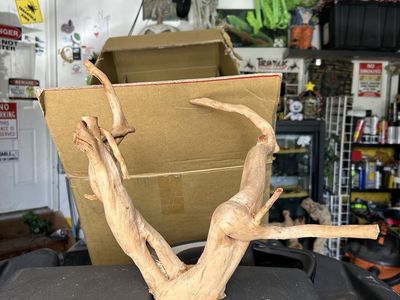 Spider wood