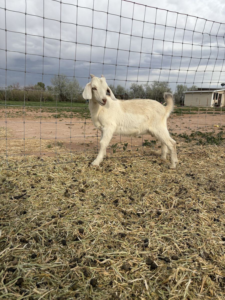 Kiko/ Boer blue eyed buckling