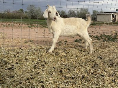 Kiko/ Boer blue eyed buckling