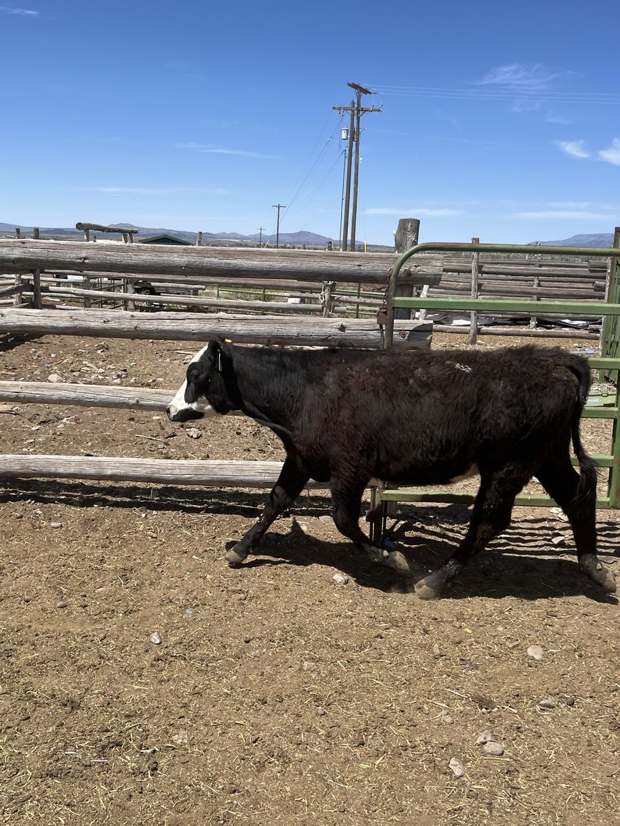 Simm Angus Heifers