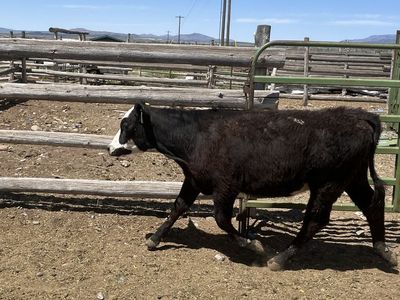 Simm Angus Heifers