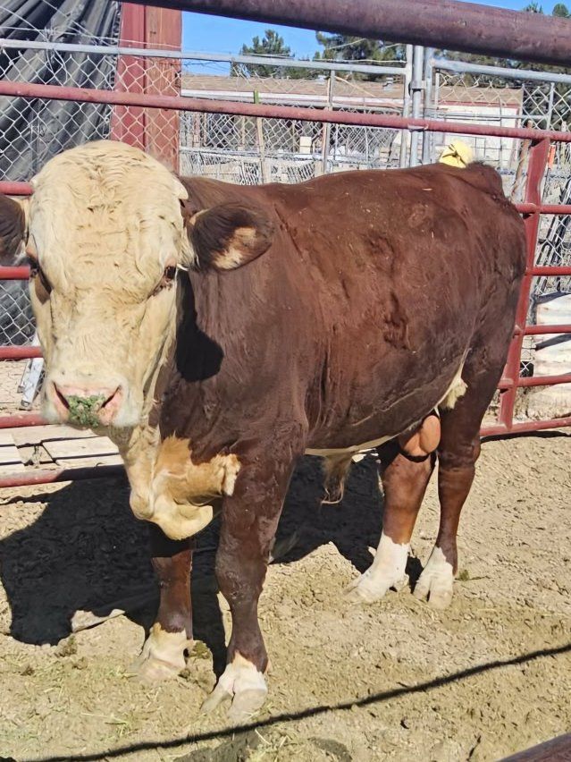 Hereford bull