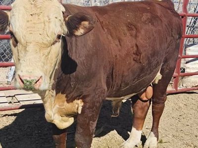 Hereford bull