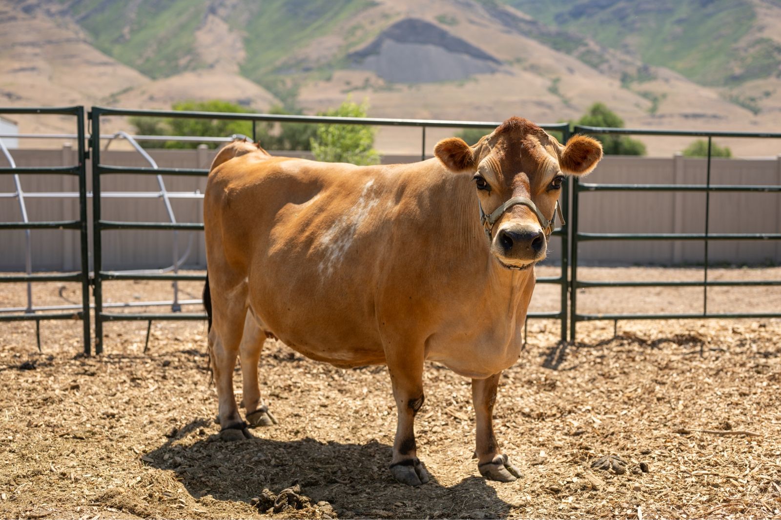 Mini/mid-size Jersey milk cow A2/A2