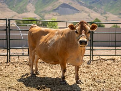 Mini/mid-size Jersey milk cow A2/A2