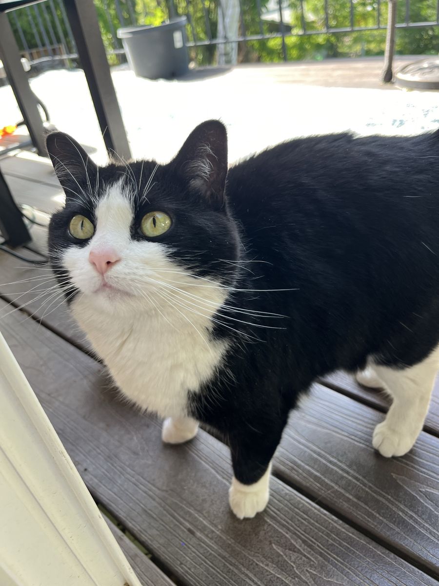 Black & White Tuxedo Cat