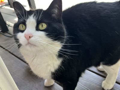 Black & White Tuxedo Cat