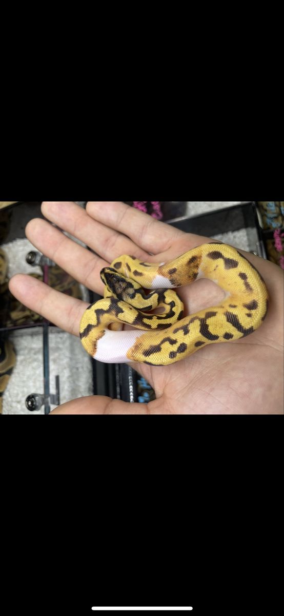 Super enchi pied ball python