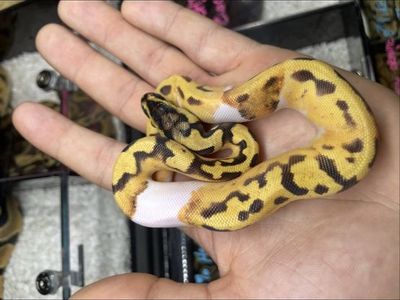 Super enchi pied ball python