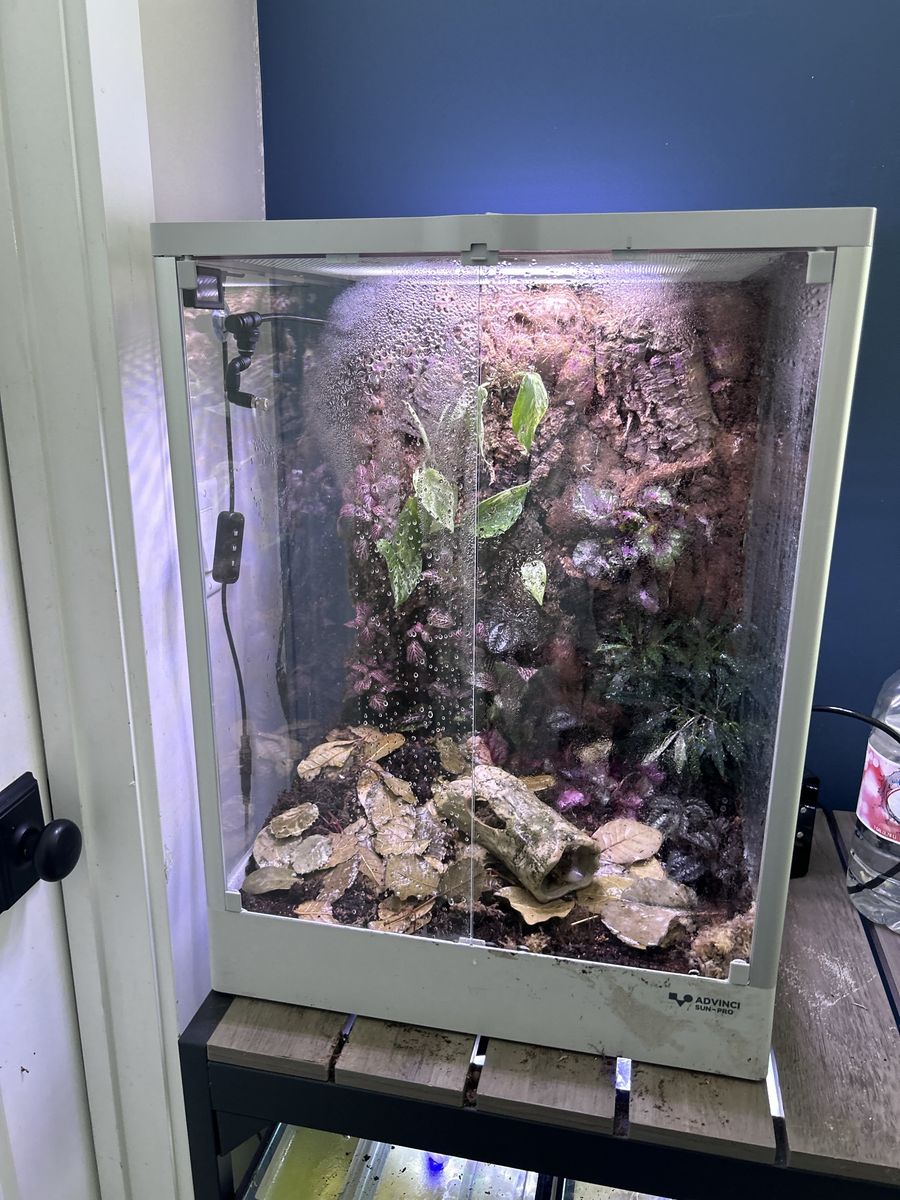 Lehi critters small reptile rescue