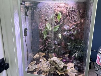 Lehi critters small reptile rescue