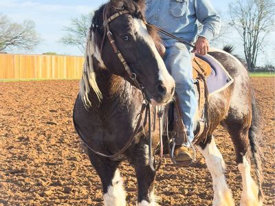 Gypsy Cross Gelding | Gentle