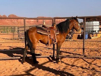 Bay Gelding