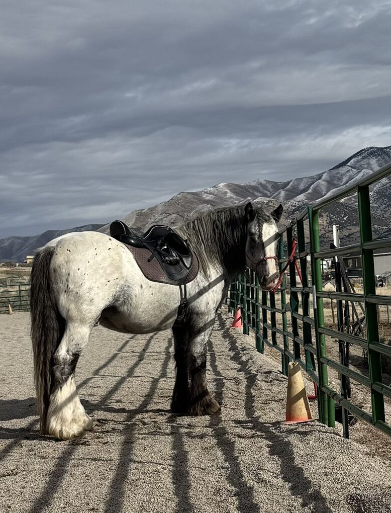 BR Silvers Obsydian Sky AJS