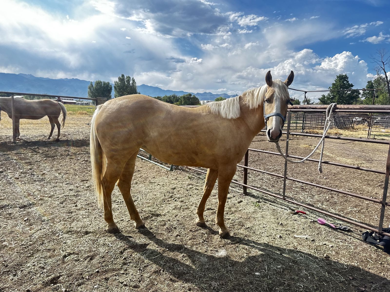 3 year old papered mare 