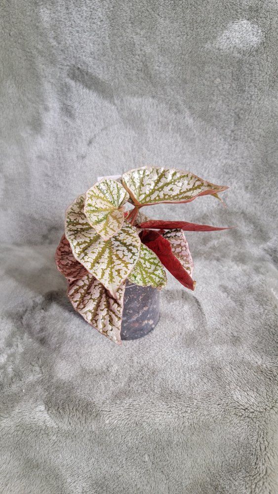 Pink Snow Capped Begonia