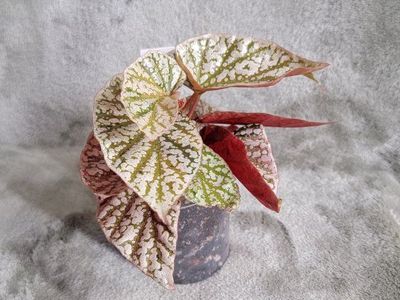 Pink Snow Capped Begonia