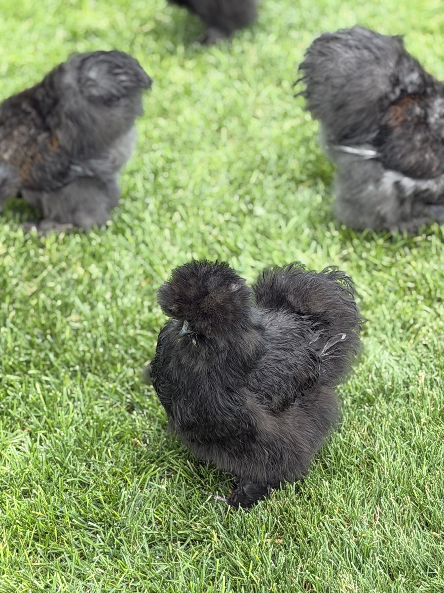Fluffy Bearded Silkie Roosters – Partridge Cuties, $10!