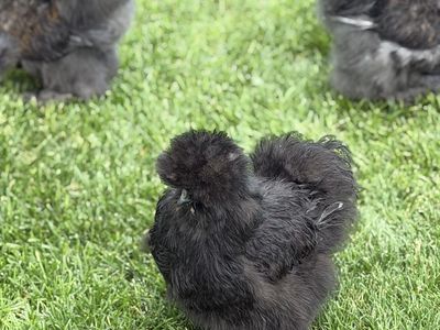 Fluffy Bearded Silkie Roosters – Partridge Cuties, $10!