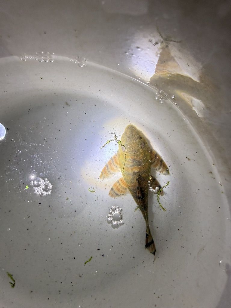 King Tiger Plecos